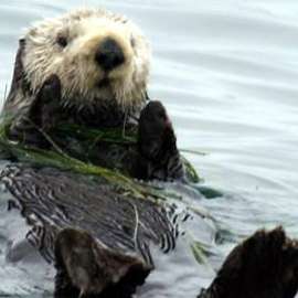 40th Anniversary of the Marine Mammal Protection Act