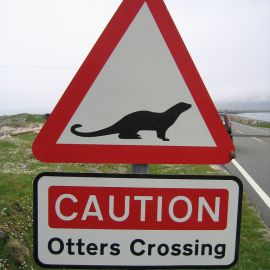 English county creates otter underpass