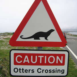 English county creates otter underpass