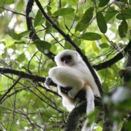 Saving the Ghosts of the Forest