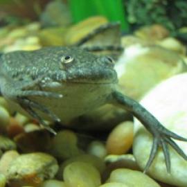 Atrazine, a continued concern for all