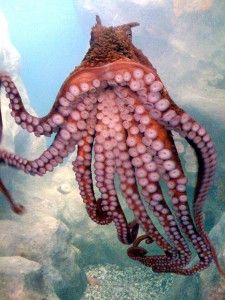 A giant Pacific octopus (Enteroctopus dofleini) living in the California Coast Gallery at the California Academy of Sciences. Laurie Kormos © California Academy of Sciences