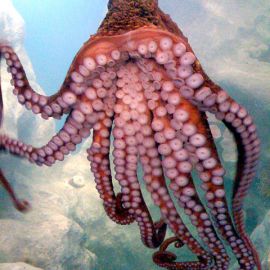 Tracking the Pacific Octopus