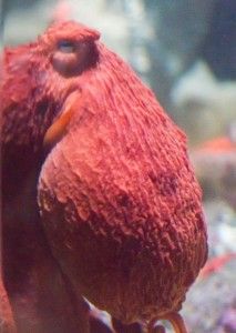 Giant Octopus at the Monterey Bay Aquarium – photo by and courtesy of Beth Hoffman