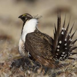Canada’s Vanishing Sage Grouse