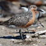 Red knot