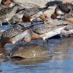 Red Knot horseshoe crab