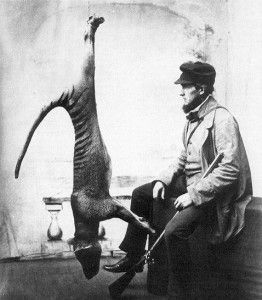 Tasmanian Tiger