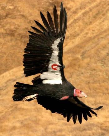 Condor Condor