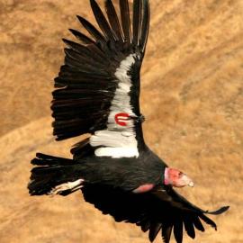 Lead Poisoning Threatens Condor Population