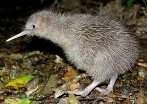 Kiwi bird Kiwi bird