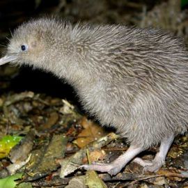 Saving New Zealand’s Rarest Kiwi Bird