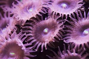 Purple coral polyps Purple coral polyps