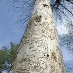 Green ash damaged by beetle