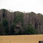 Ash trees killed by Emerald beetle