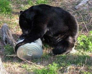 Florida Black Bear