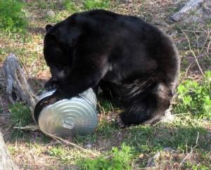 Florida Black Bear Florida Black Bear