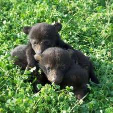 Florida Black Bear No Longer Endangered