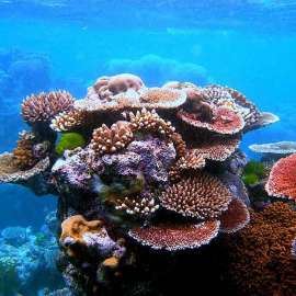 Our Imminently Threatened Coral Reefs