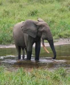 African Forest Elephant