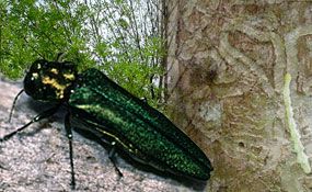 Emerald ash borer beetle