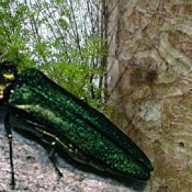 Invasive Beetle Threatens America’s Ash Trees