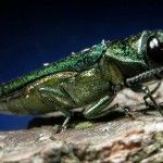 Adult Emerald ash beetle