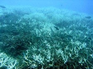 Bleaching coral reef