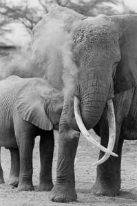 courtesy of Cyril Christo