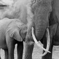 Saving the African Elephants
