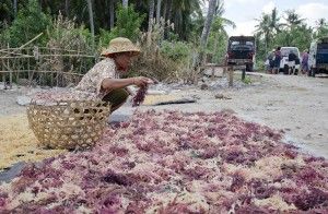 Drying seaweed