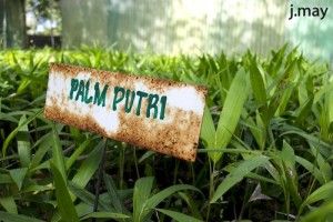 Palm Putr