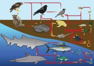 Food web