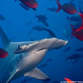 Dead or Alive: The Promise of Tourism for Shark Conservation