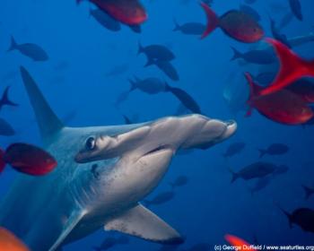 Hammerhead Hammerhead