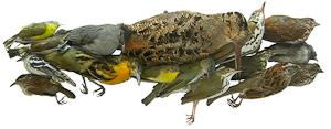 Birds Killed in Collisions Birds Killed in Collisions