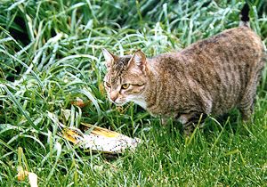 Cat With Flicker