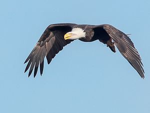 Bald Eagle