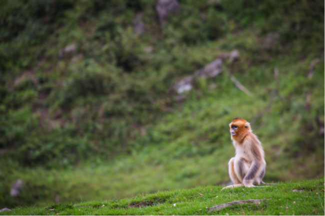China is home to many endemic species that share habitats with pandas, such as the golden snub-nosed monkey (Rhinopithecus roxellana) 
