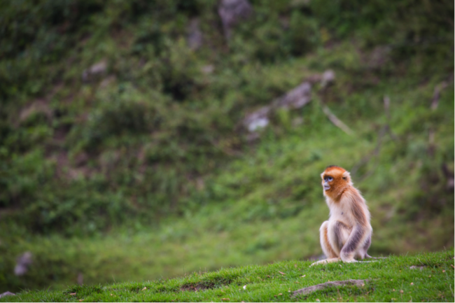 China is home to many endemic species that share habitats with pandas, such as the golden snub-nosed monkey (Rhinopithecus roxellana)