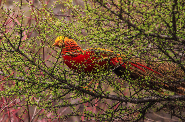 By creating reserves that protect panda habitats, China will be able to protect other birds and mammals such as the Golden Pheasant (Chrysolophus pictus)