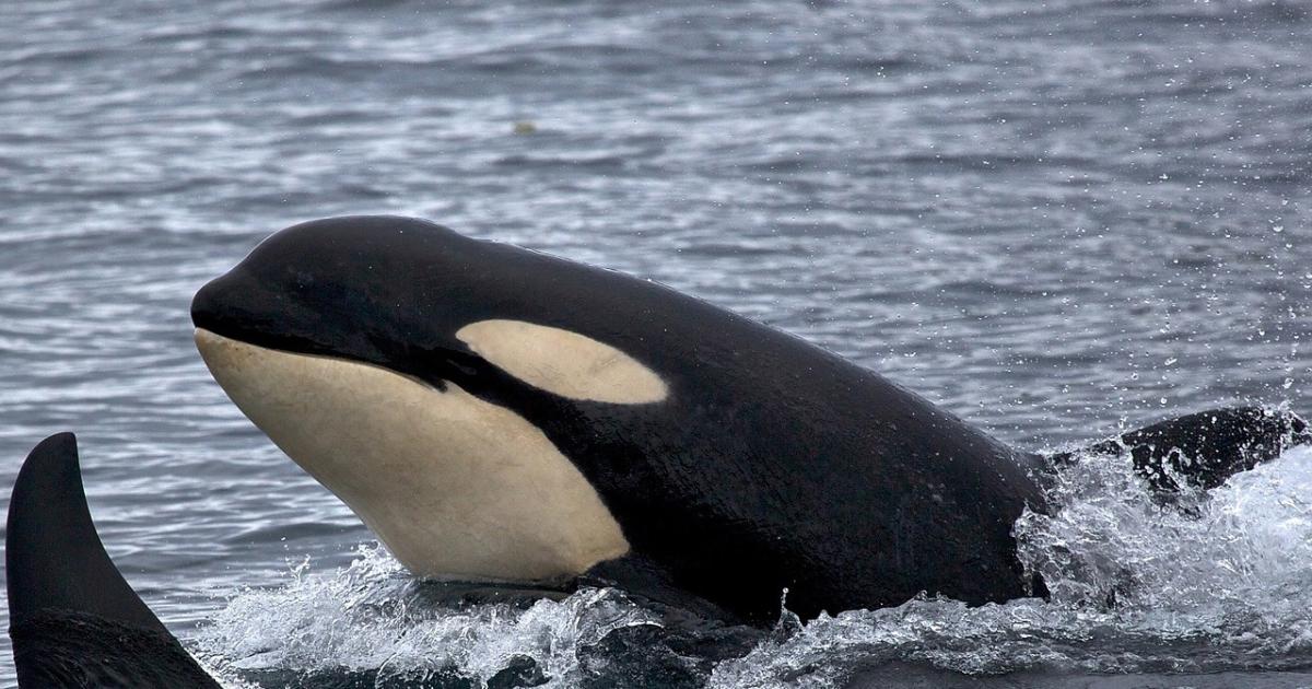 Fighting for the Rights of Southern Resident Orcas
