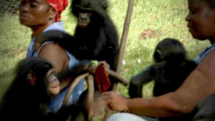 Kata the Bonobo look afraid and frowned at the mantis