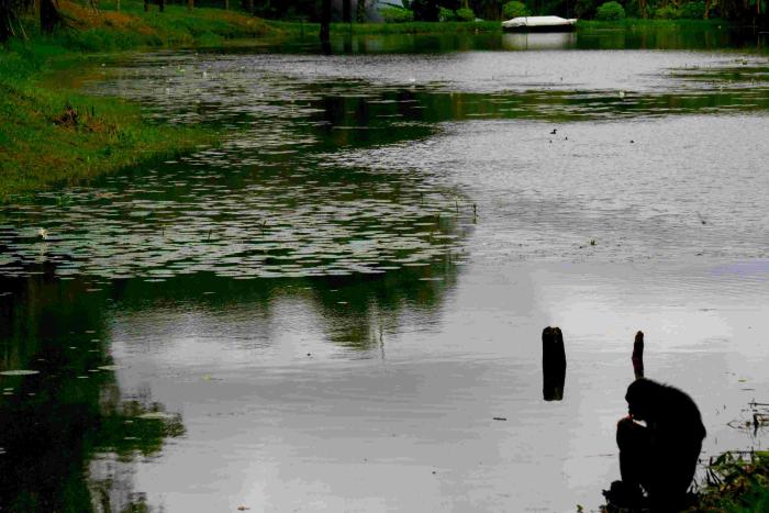 A Bonobo is sitting at Lola ya eating a fruit