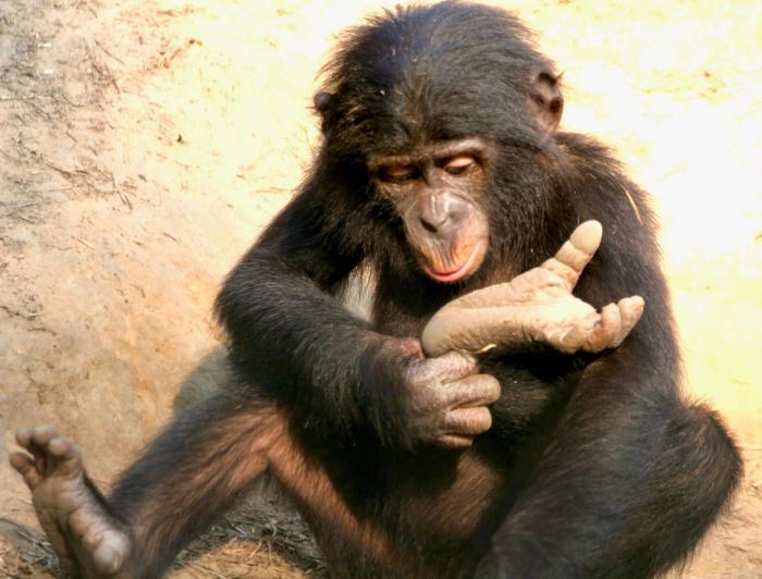 Sake the Bonobo is examining her foot