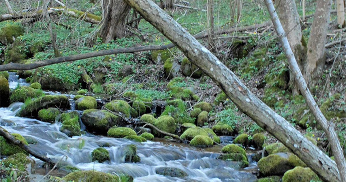 The Eternal Anticipation of Spring