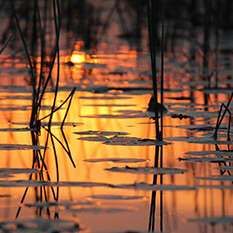 From Botswana