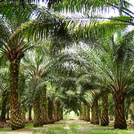 Of Palm Oil and Extinction