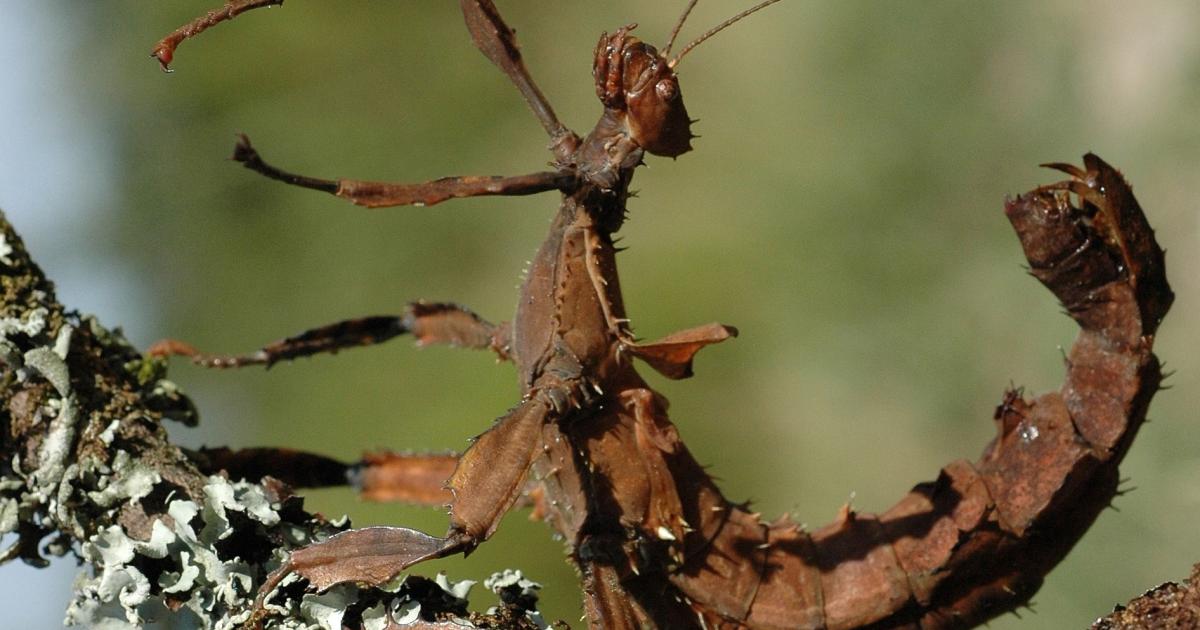 Scrill Insect The Durrell Effect: How Animals Define Humanity