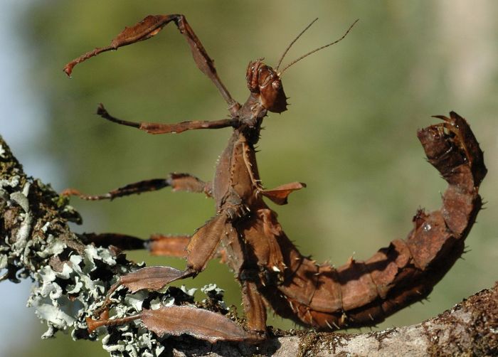 Stick Insect